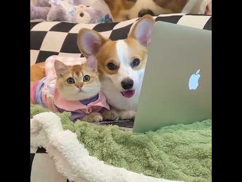 #Baby dogs Cute and Funny vedio#Most Relaxing#sravs sravya