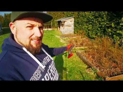 Jak sprawdzić PH gleby |  Sadzenie Jagody Kamczackiej  |  Prace ogrodowe.