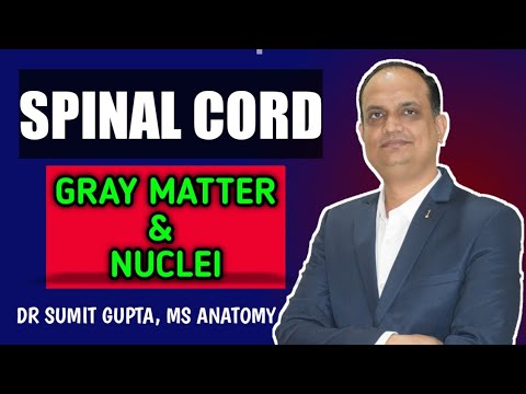 SPINAL CORD : Part 3 | Gray matter || nuclei ||