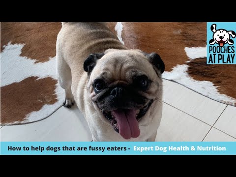 Feeding a fussy dog - Expert Nutritional Advice | S6 Ep6 | Pooches at Play