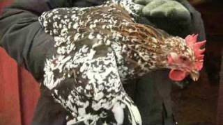 Hönan eller Ägget en film om forntidens fjäderfä