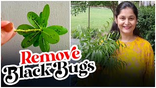 Remove Black insects Aphids Bug from plant I पौधे से काले कीड़ों को दूर करें #aphid #removeblackpest