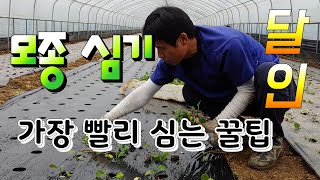 쌈채소 모종 하우스에 정식 빨리 심는법