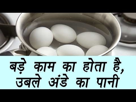 download lagu mp3 mp4 Boiled Egg Water For Plants, download lagu Boiled Egg Water For Plants gratis, unduh video klip Boiled Egg Water For Plants
