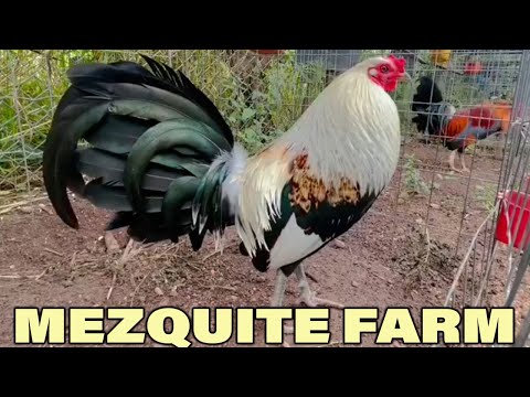 Beautiful Birds Mezquite Farm Grey Sweater Kelso Leiper