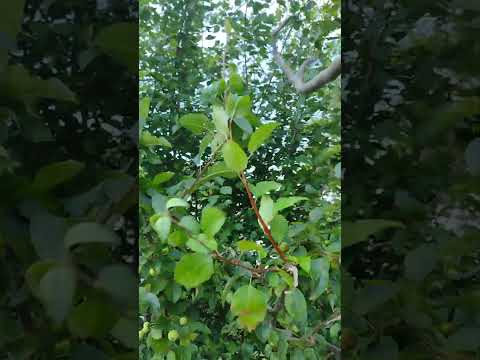 あなたの庭で鳥が何を食べるかを調べてください！種、果物、その他たくさんの驚きがあります!  庭園