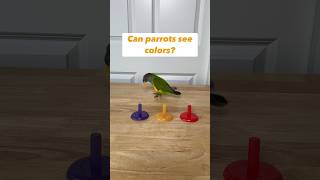 Parrots Can Sort Colors #amazing #birds