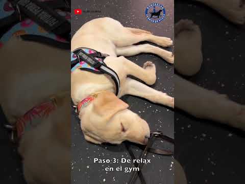 Thelma se va al gym (Episodio 03 Thelma & Ali) 🦮