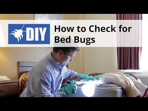  How to Check for & Find Bed Bugs - DIY Bed Bug Inspection Video 