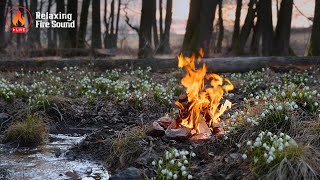 ❄️🔥 Winter Campfire Ambience | Calm Fire Sounds for Relax & Sleep