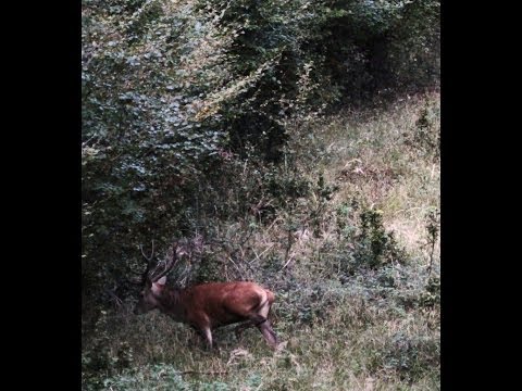 Rotwildjagd im August - Schmalspießer