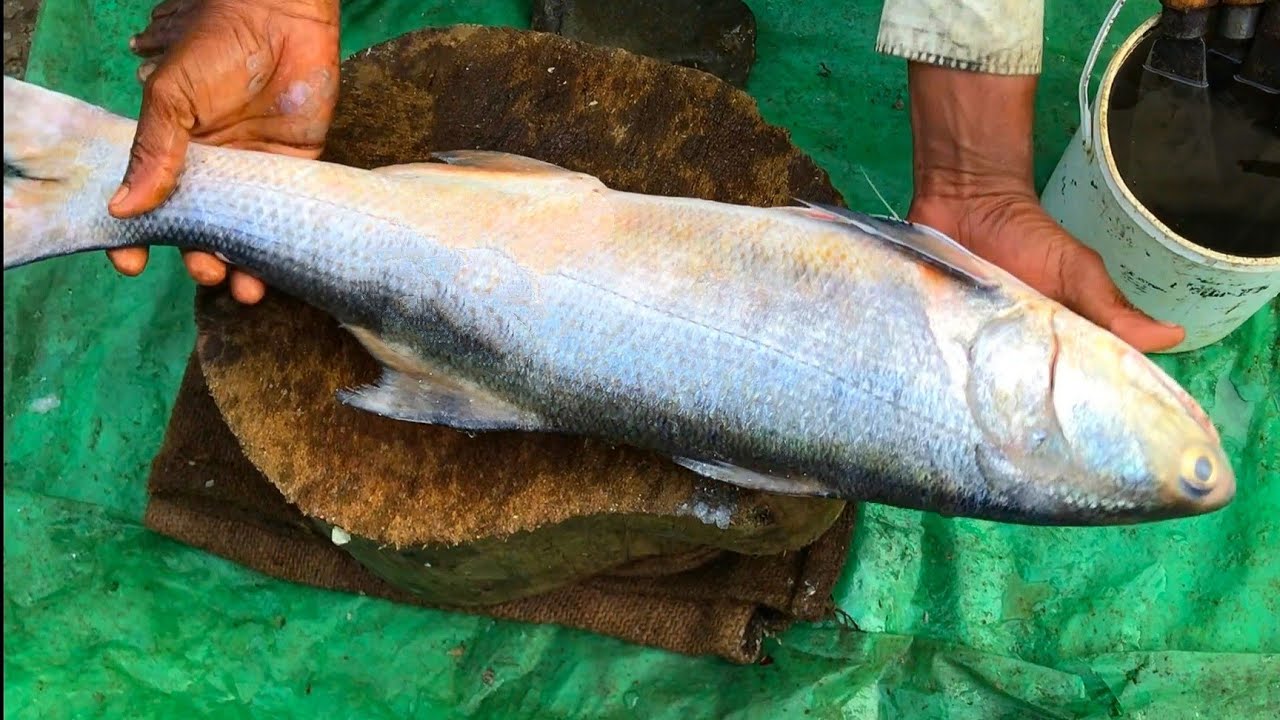 Big Gurjali Fish Cutting || Fish Market Fish Cutting Skills || Rawas Fish Cutting Video