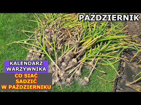 , title : 'PAŹDZIERNIK a Warzywa - Co siać i sadzić w Październiku | Kalendarz Warzywnika Ogrodnika'