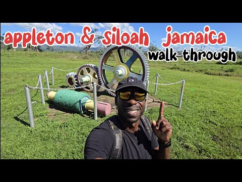Walking to appleton estate for a rum tour plus siloah community walk through #jamaica #rum #life
