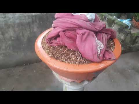 Cách trồng phôi mai vàng miền Bắc sau tết