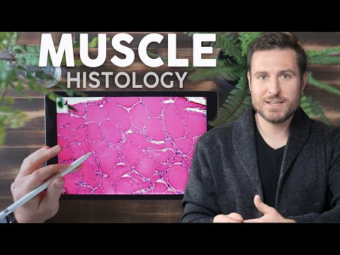 Muscle Histology Explained for Beginners | Corporis