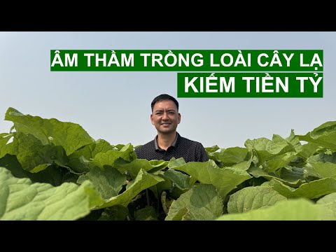 Âm Thầm Trồng Loài Cây Lạ Giúp Thanh Niên Hải Dương Kiếm Tiền Tỷ | Người Đặc Biệt