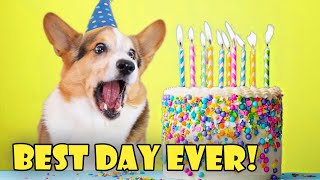 My CORGI'S Best Day Ever (Birthday Surprise!) || Life After College: Ep. 750