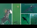 Best Great White Shark Drone Footage -AMBIENT/Non-Narrated Version