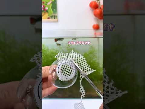 When the guppy is giving birth, you must put this little thing in the tank #fish #guppy #fishtank