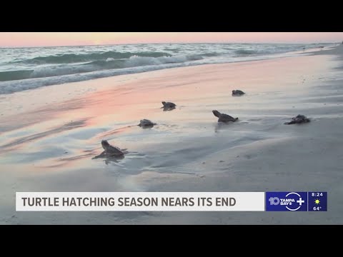 2025 turtle hatching season nears its end with improved numbers - YouTube