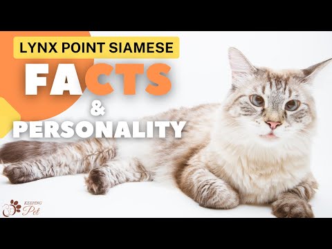 Lynx Point Siamese | Facts & Personality!