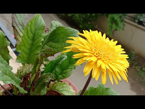 image-Can you get seeds from gerbera daisy?