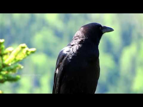 download lagu mp3 mp4 Kaakai, download lagu Kaakai gratis, unduh video klip Kaakai
