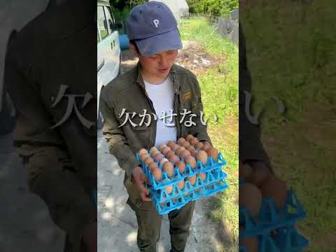 鶏が卵を食べるのですが、なぜですか?何をするか？それを避けるために取るべき6つのステップ  庭園