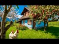 Apple Garden Apple Village In Switzerland Altnau Thurgau Apple Harvest