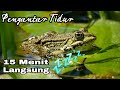 Suara Kodok Sawah Relaksasi Pengantar Tidur