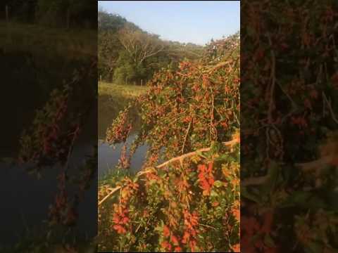 Fartura de AMORA na região de Quarto Centenário PR