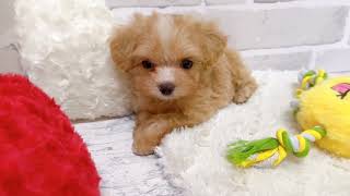 ハーフ犬の動画02