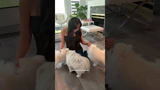 Day 30/30 of daily vlog challenge! Here's everything I unexpectedly GAINED! What did you think?