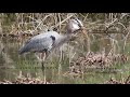 Heron Eats Snake