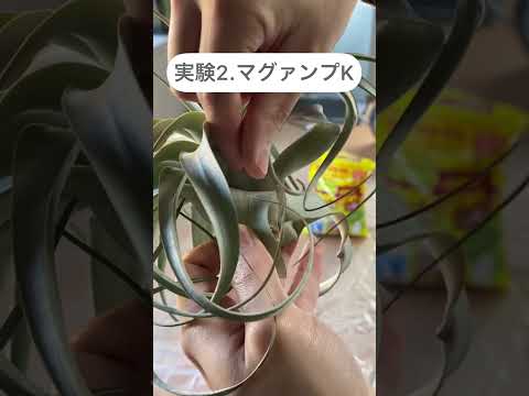 園芸 球根ティランジア、空気の娘