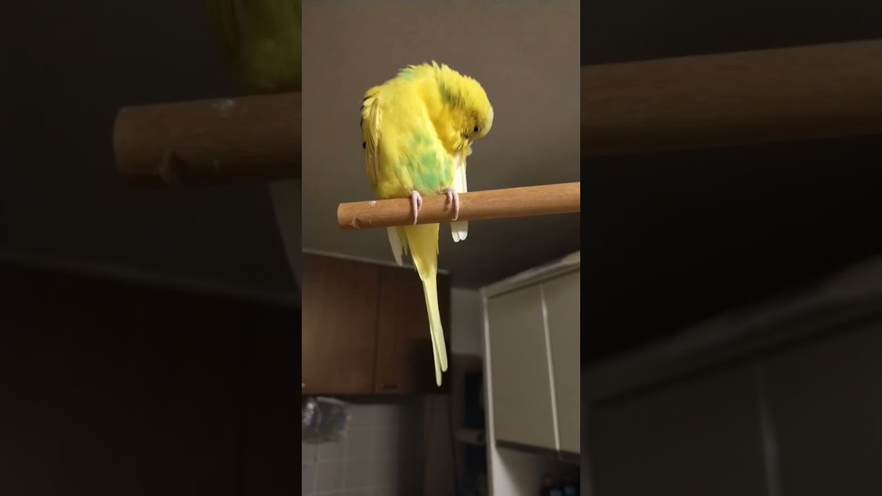 おしりフリフリ　#セキセイインコ #parakeet #鳥