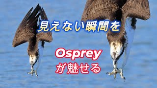 ミサゴのシーズン幕開けThe start of the osprey season