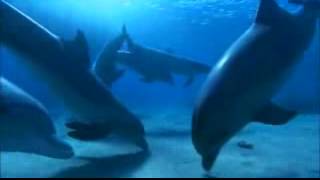 Gino Vannelli - Crazy Life and dance with dolphin
