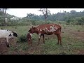 Village Life Cow Gives Birth Village Farm Village Milking
