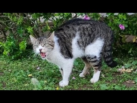 Mother cat hisses at me because she wants to protect her kittens