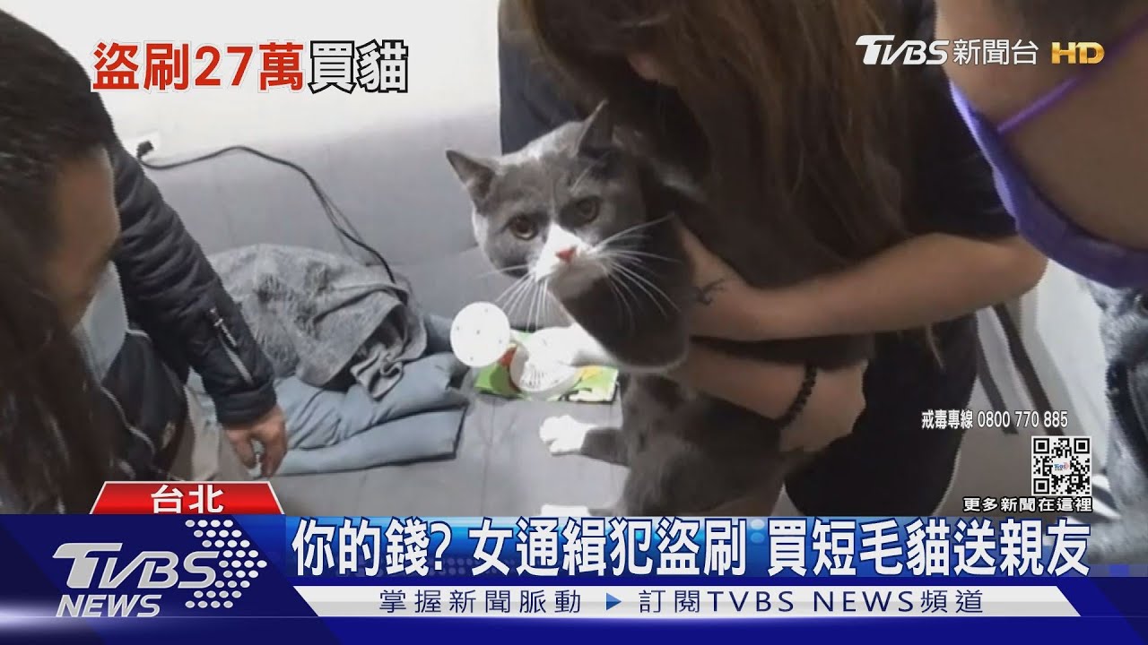 誰的卡?女通緝犯盜刷住飯店、搭小黃 買短毛貓送親友