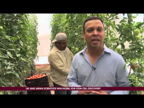 US-Mexico Tomato Wars