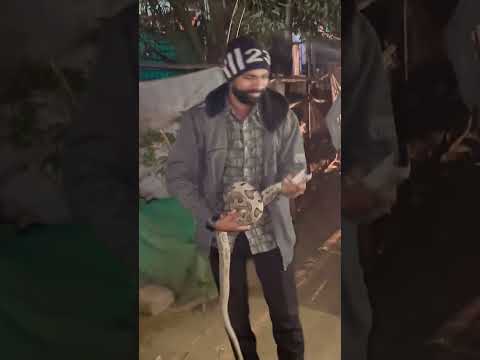 Russell's viper snake bite | Don't do this mistake ☠️ #shorts #viral