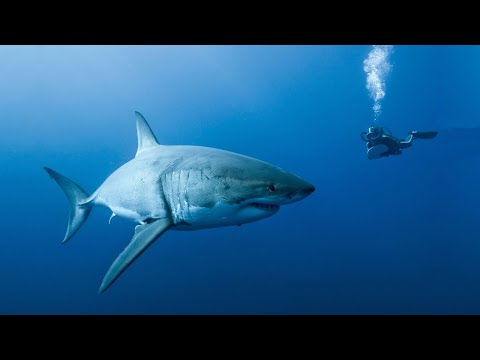 The Great White Shark of Guadalupe Island - Nat Geo Wild Documentary 2023 HD 1080p