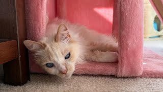 アメリカで猫チンと一人暮らしの大変さ