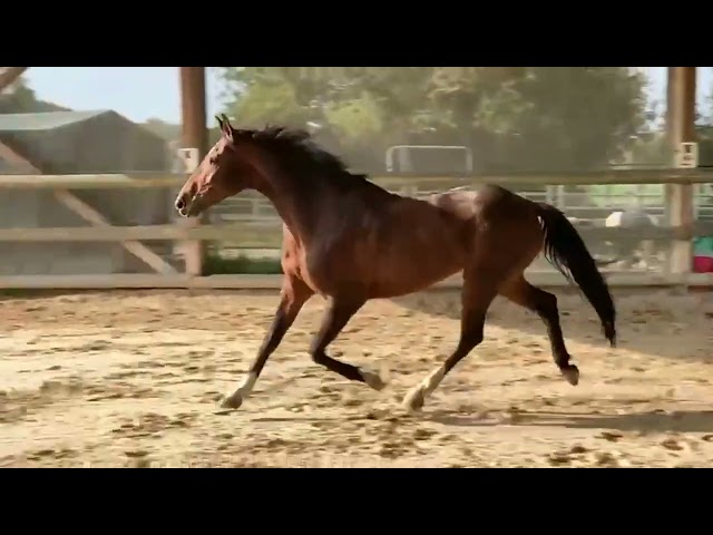 A vendre jument de sport 8 ans