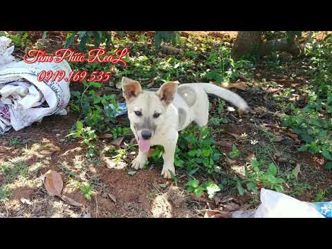 Bán 3.1 Hecta đất có sẵn vườn cây ăn trái,Ka-Nai,Phú Hội,Đức Trọng,giá 270 triệu