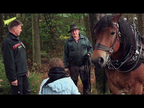 Im Wald der Pferdestärken