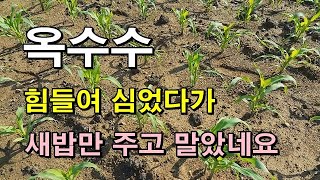 [옥수수]공들여 심었다가 새밥만 주고 말았네요 옥수수추비